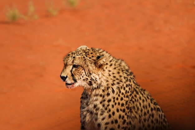 Portrait of a leopard in profile in the Kalahari Desert Namibia