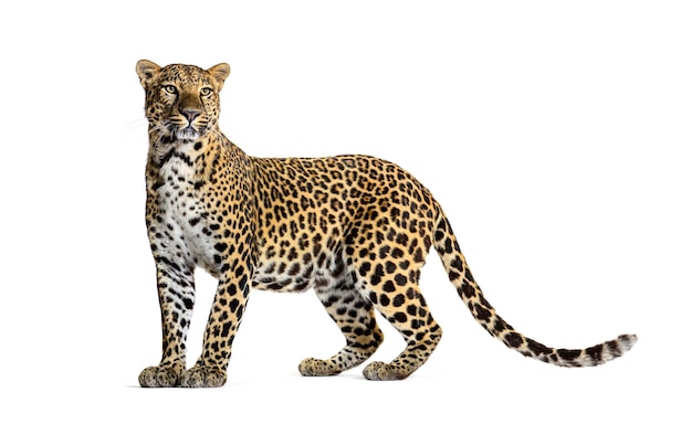 Portrait of leopard standing a looking away proudly Panthera pardus against white background