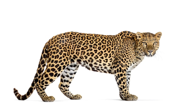 Photo portrait of leopard standing a looking at the camera panthera pardus against white background