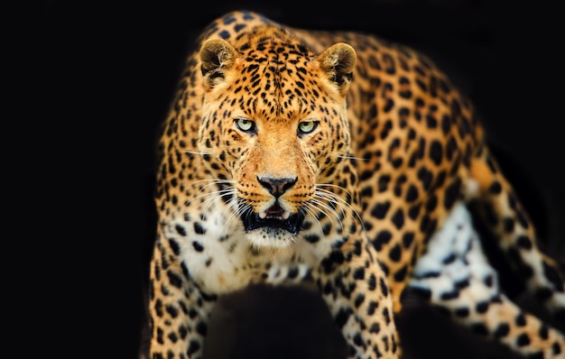 Portrait of leopard with intense eyes on black background