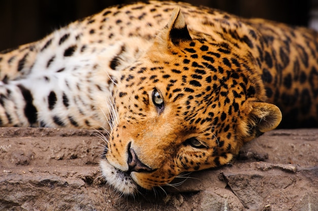 Portrait of leopard with intense eyes