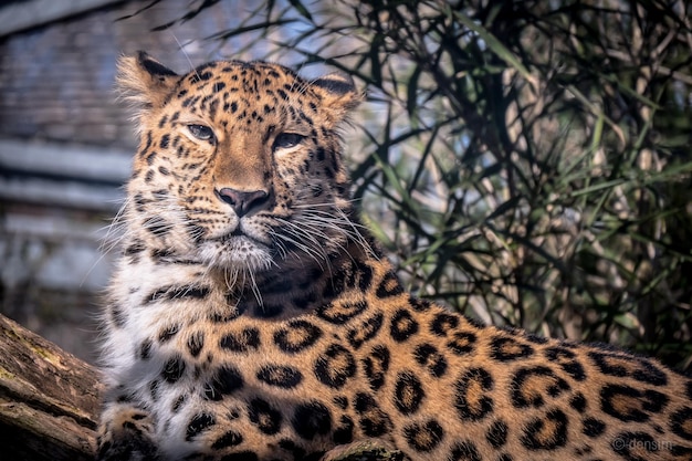動物園中的子肖像