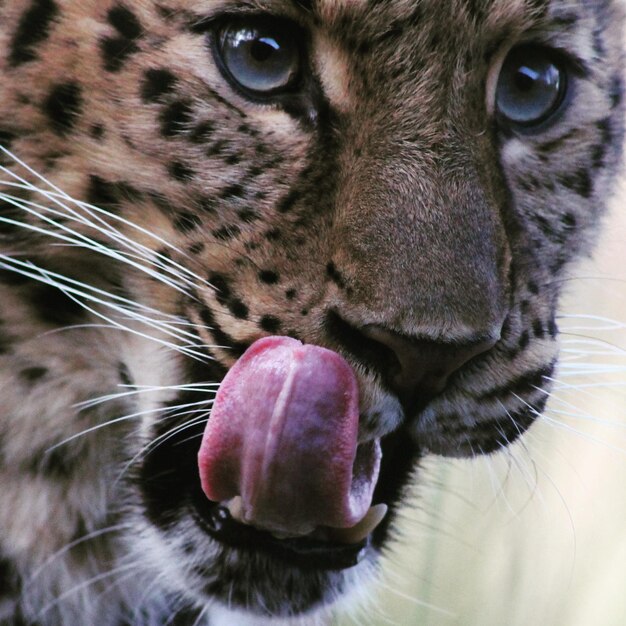 Foto ritratto di leopardo