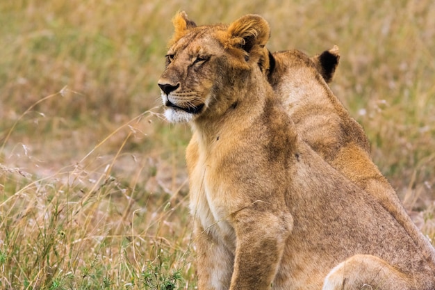 Portrait of lion cub. Kenya, Africa