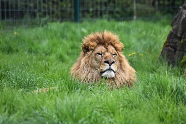 Foto ritratto di un leone in un campo