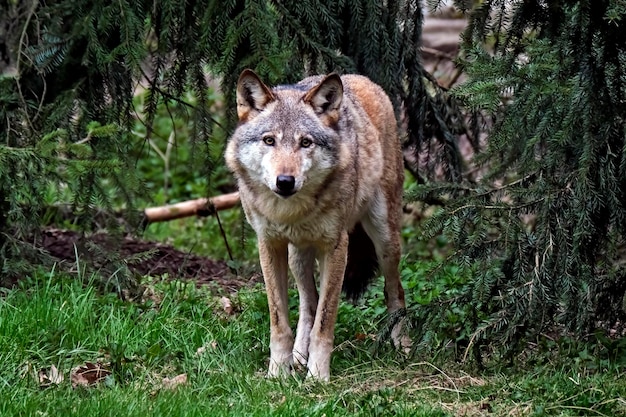 Foto ritratto di un leone nella foresta