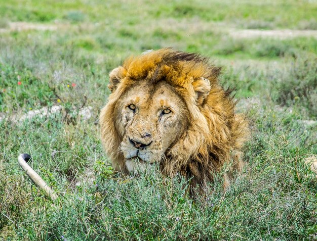 Foto ritratto di un leone sdraiato sull'erba