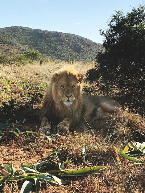 Foto ritratto di un leone seduto sul campo