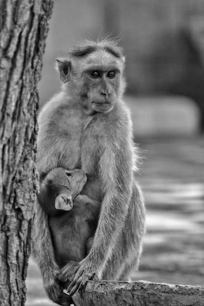 Portrait of lion sitting outdoors