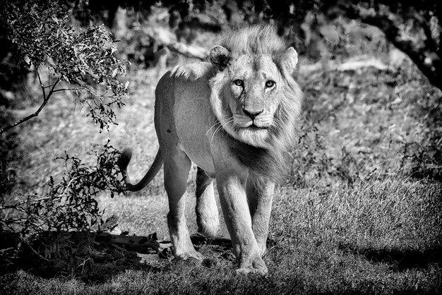 Photo portrait of lion standing on land