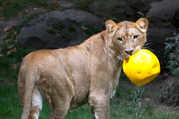 Photo portrait of lion