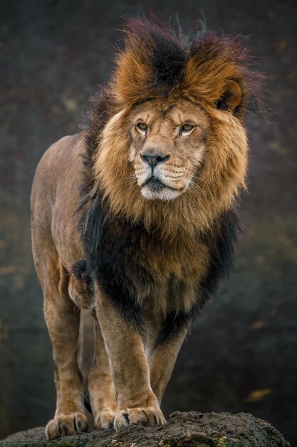 Foto ritratto di un leone