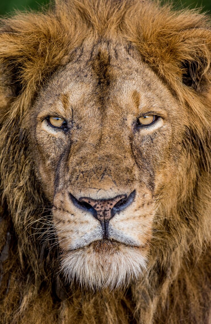 Photo portrait of a lion 