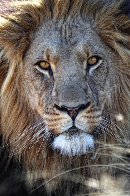 Portrait of a lion