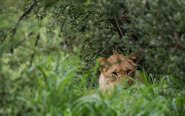 Foto ritratto di una leonessa tra le piante della foresta