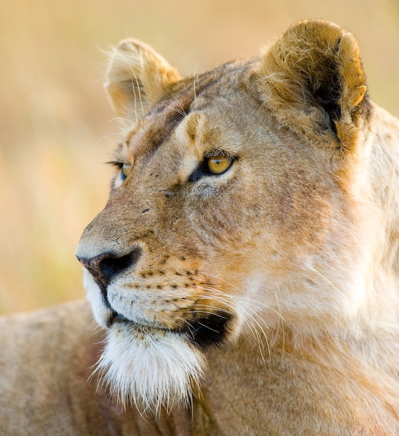 Portrait of a lioness. Close-up. Kenya. Tanzania. Masai Mara. Serengeti.