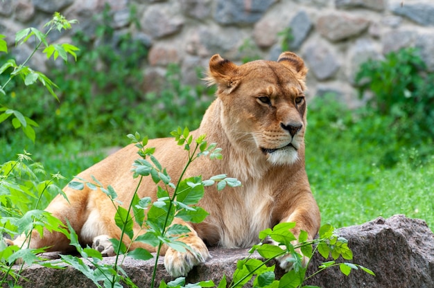 portrait of a lioness relaxing on grass