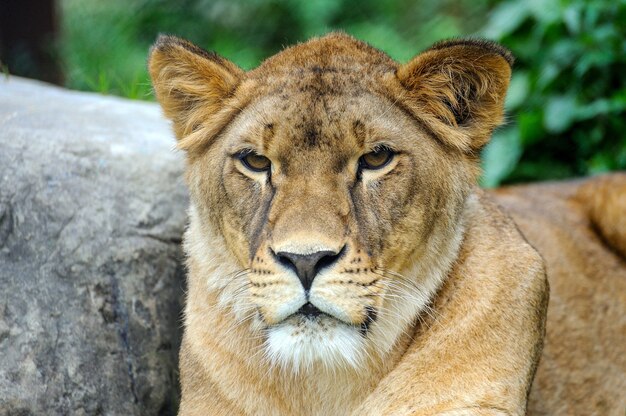 A portrait of a lioness relaxing on grass