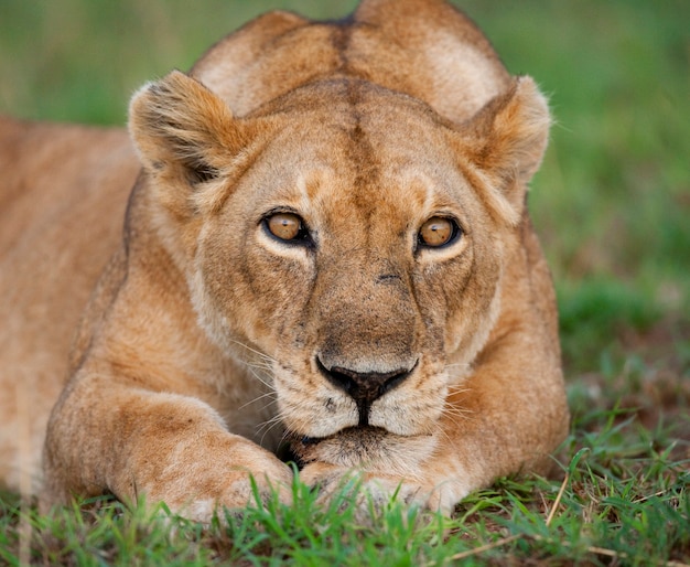 Portrait of a lioness, which lies on the grass 