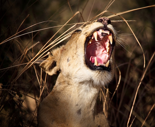 Portrait of lioness