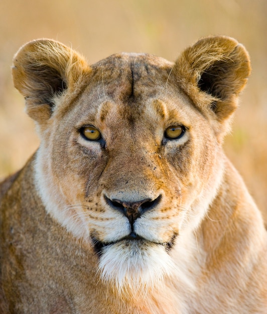 Photo portrait of a lioness