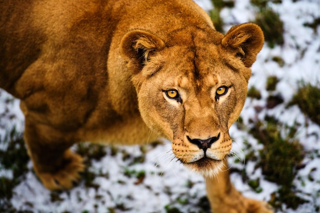 Portrait of a lioness