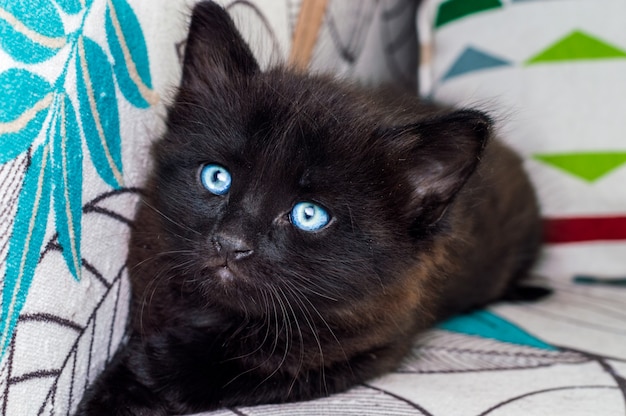Портрет маленького черного кота с голубыми глазами отдыхает на кресле