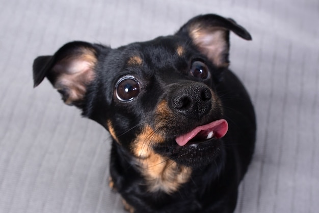 面白い小さな黒い犬の肖像画