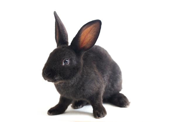 Portrait of a little black rabbit