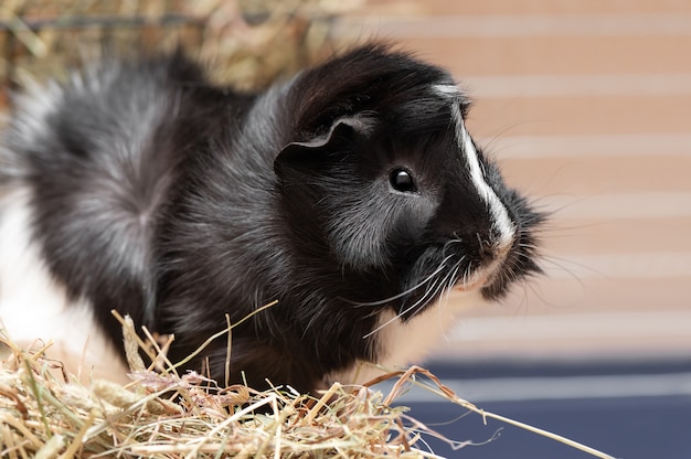 Portrait of little black and white guinea pig