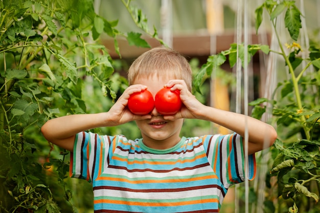 Portrait of little boy holding ripe tomatoes in the greenhouse.