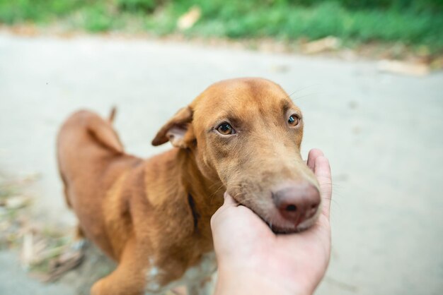 Portrait of a little brown dog dog outside in a neighborhood with a person sitting nearby