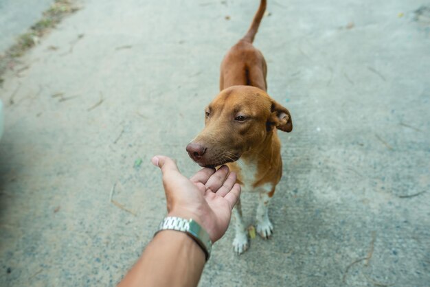 Portrait of a little brown dog dog outside in a neighborhood with a person sitting nearby