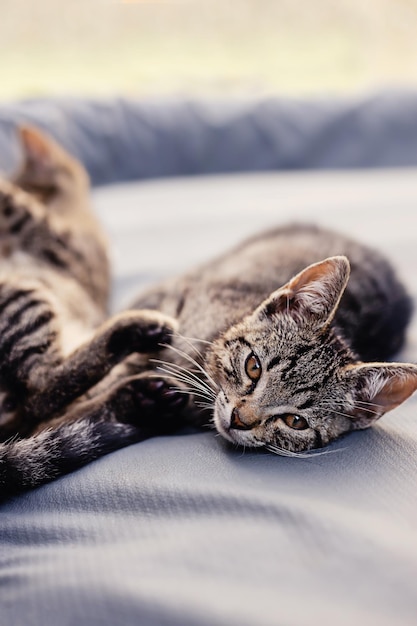 Foto ritratto di un piccolo gattino a strisce grigie carino con occhi gialli luminosi che guardano direttamente la fotocamera seduto all'aperto in una piovosa giornata autunnale