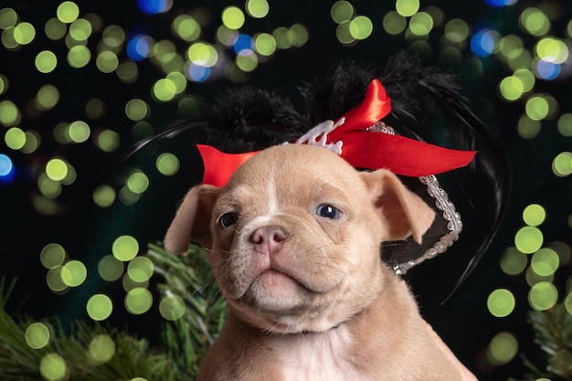Portrait Little cute puppy in a carnival New Year's pirate hat Portrait of a pirate dog Carnival for pets