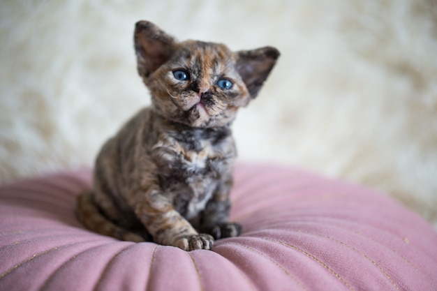 portrait of a little devon rex kitten