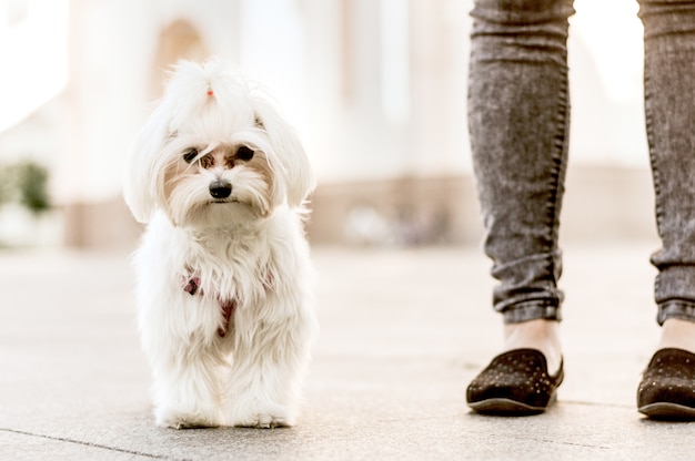 Portrait of a little dog walking on street