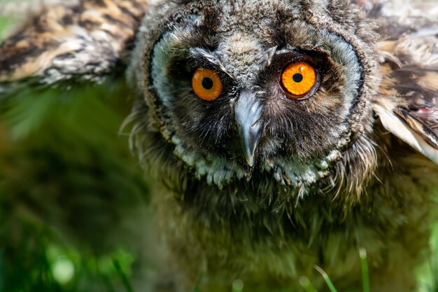 Portrait of a little eared owl over green grass