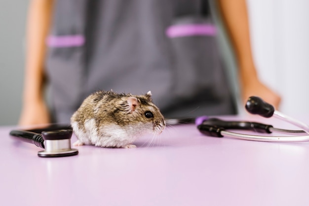 Photo portrait of a little hamster. veterinary concept.