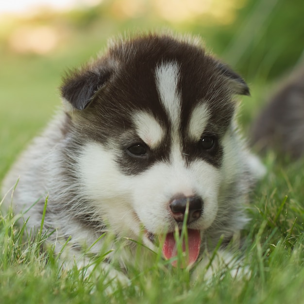 ハスキー犬の子犬の肖像画。