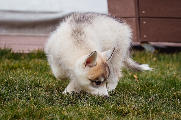 ハスキー犬の子犬の肖像画。