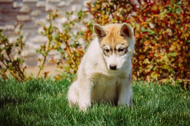 Portrait of a little husky dog puppy.