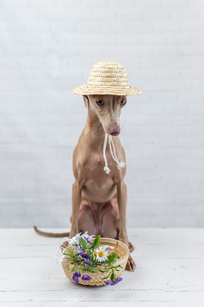 小さなイタリアングレイハウンド犬の肖像画。衣装。帽子