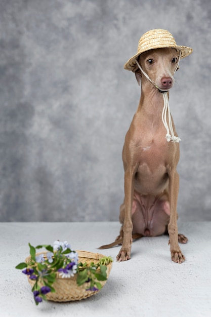 小さなイタリアングレイハウンド犬の肖像画。衣装。帽子