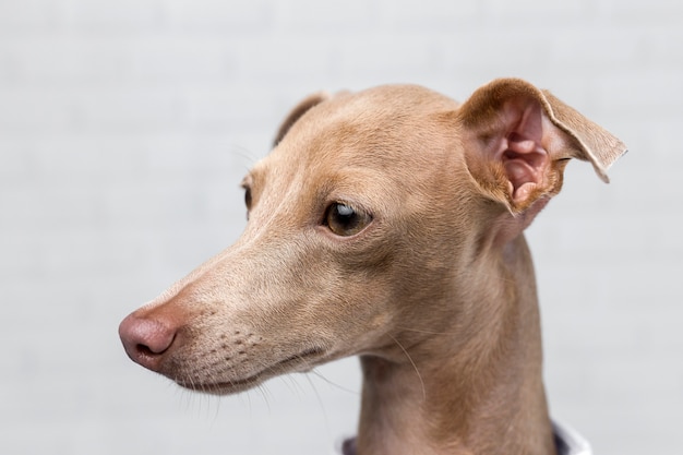 Portrait of little italian greyhound dog