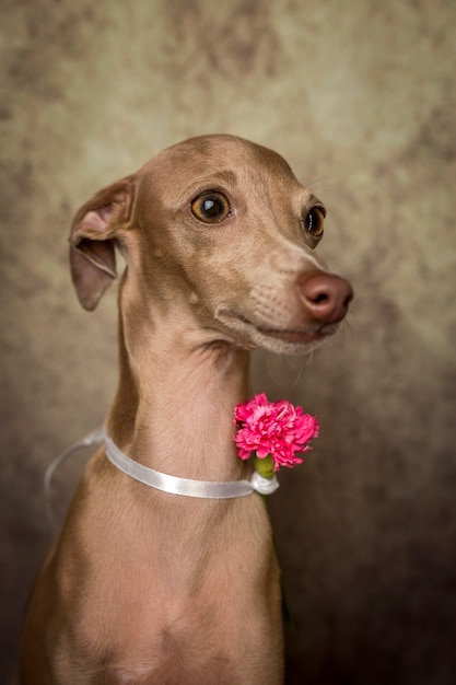 Portrait of little italian greyhound dog