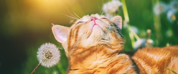 Portrait of a little kitten lying on the dandelion field Cat enjoying spring Horizontal banner