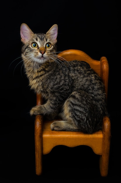 검은 배경의 의자에 앉아 있는 작은 새끼 고양이의 초상화