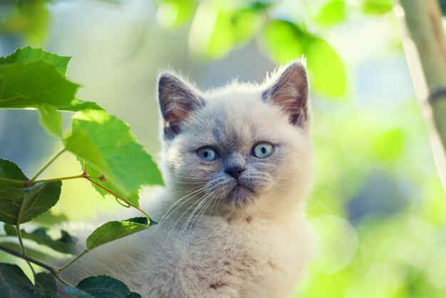 Ritratto di gattino che cammina in giardino