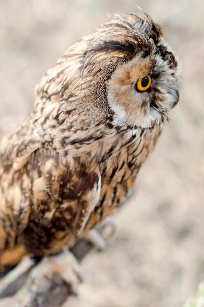 Portrait of little  owl in the forest